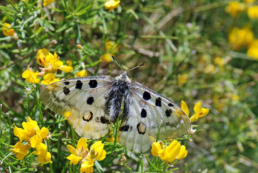 La mia prima Parnassius apollo